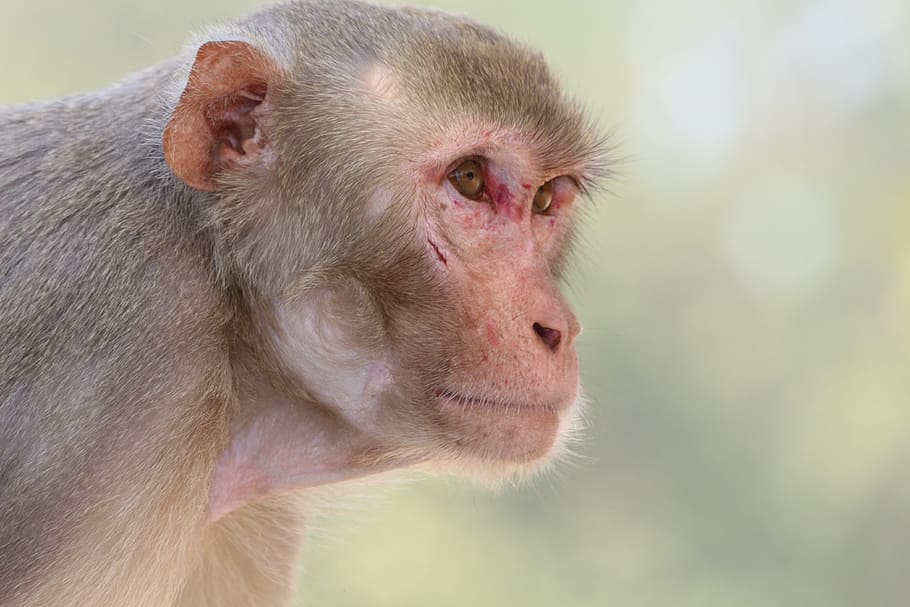 monkey, portrait, primate, wildlife, nature, mammal, ape, fur HD wallpaper
