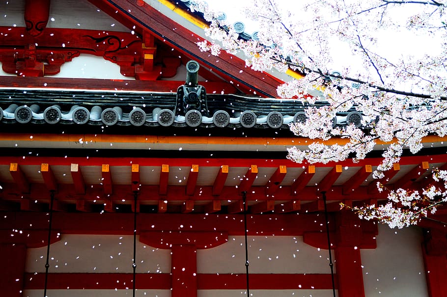white and red wooden temple near white tree at daytime, spring HD wallpaper