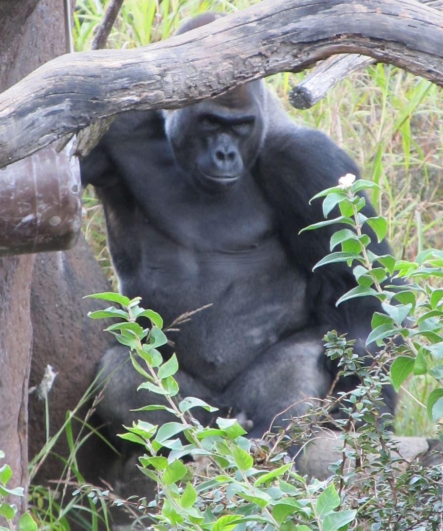 gorilla, staring, looking, observing, watching, sitting, zoo HD wallpaper