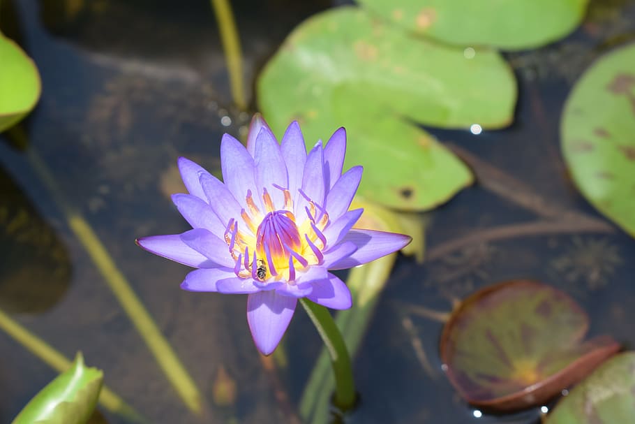 Flowers, Macro, Daisy, Purple, water Lily, pond, nature, lotus Water Lily HD wallpaper