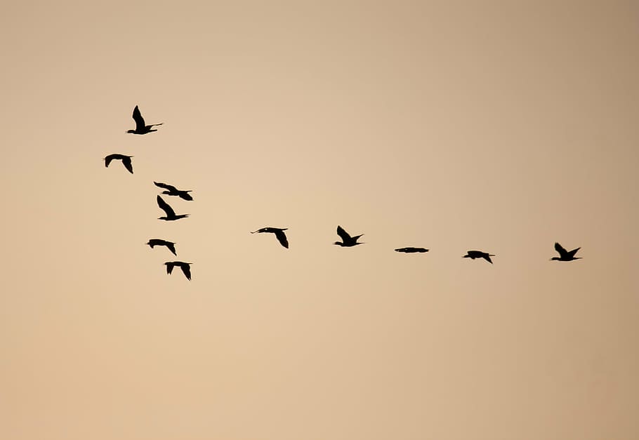 birds, formation, flock, flocking, flying, dom, migration, vertebrate HD wallpaper