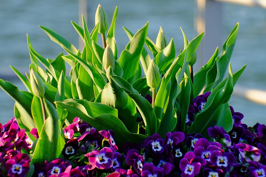 Flowers, Close, Blossom, Bloom, Nature, blue, blümenkübel HD wallpaper