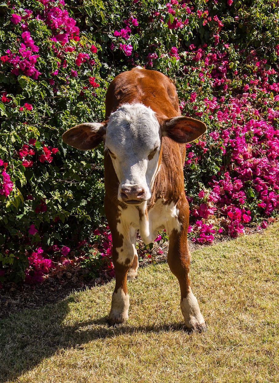 calf, cattle, stock, brown, white, young, standing, garden HD wallpaper