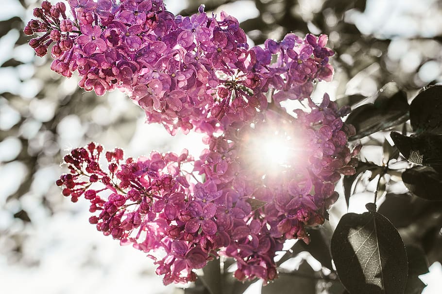 pink flowering plant, pink cluster flowers under sun, flora, bloom HD wallpaper