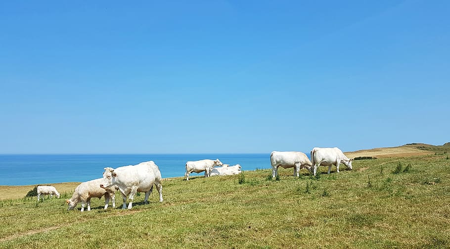 herd of cows on grass field, Cattle, Animals, Pasture, Meadow HD wallpaper