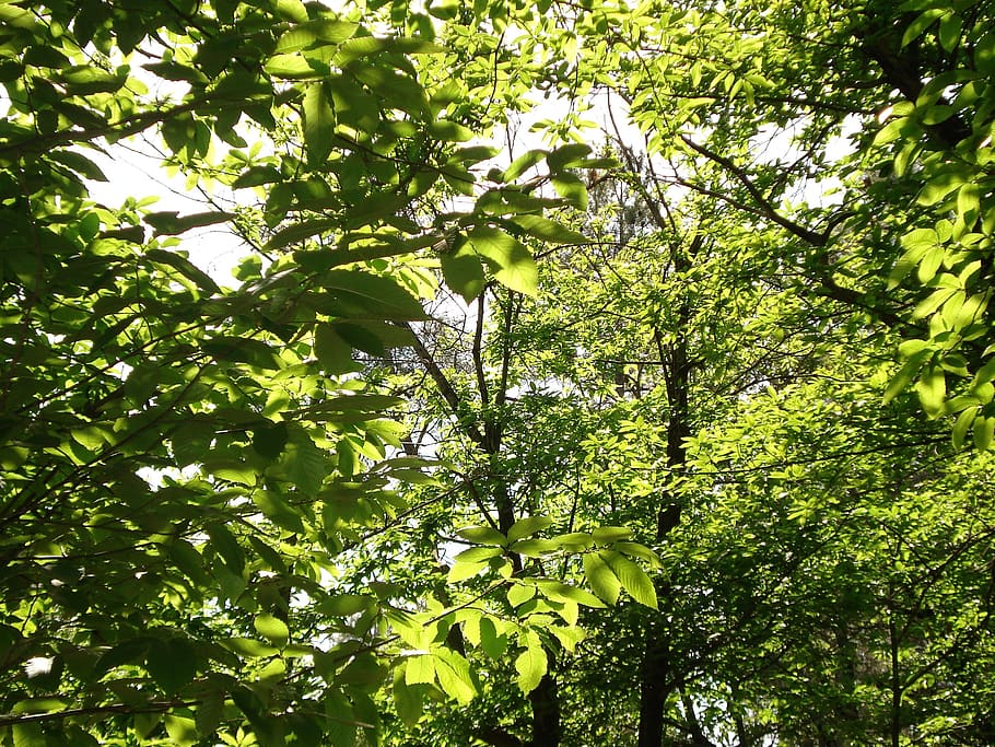 forest, leaves, green, plant, tree, growth, beauty in nature HD wallpaper