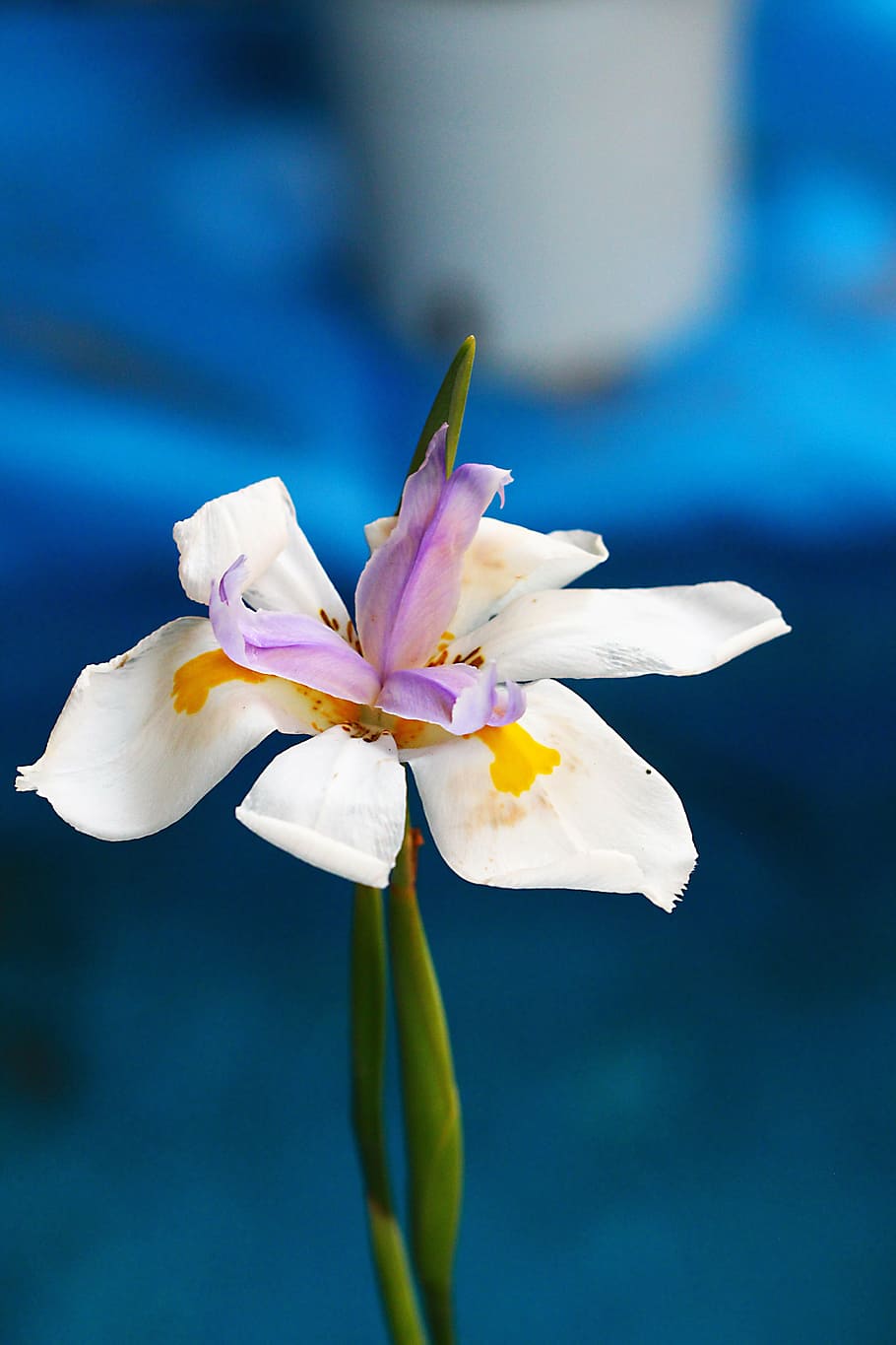 nature, macro, plant, spring, flowers, garden, colorful, background HD wallpaper