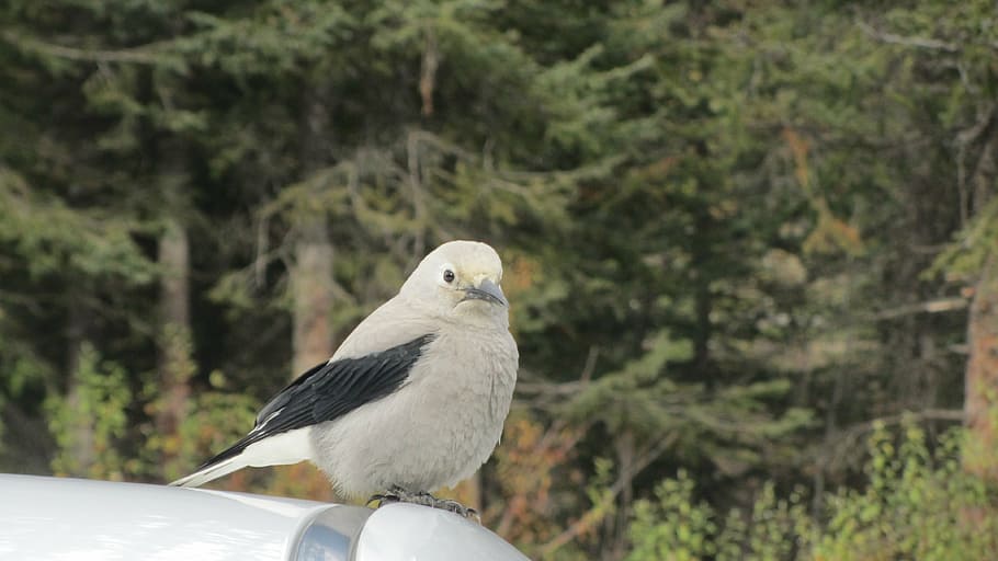 clark's nutcracker, bird, grey, animal, nature, fluffy, animal themes HD wallpaper