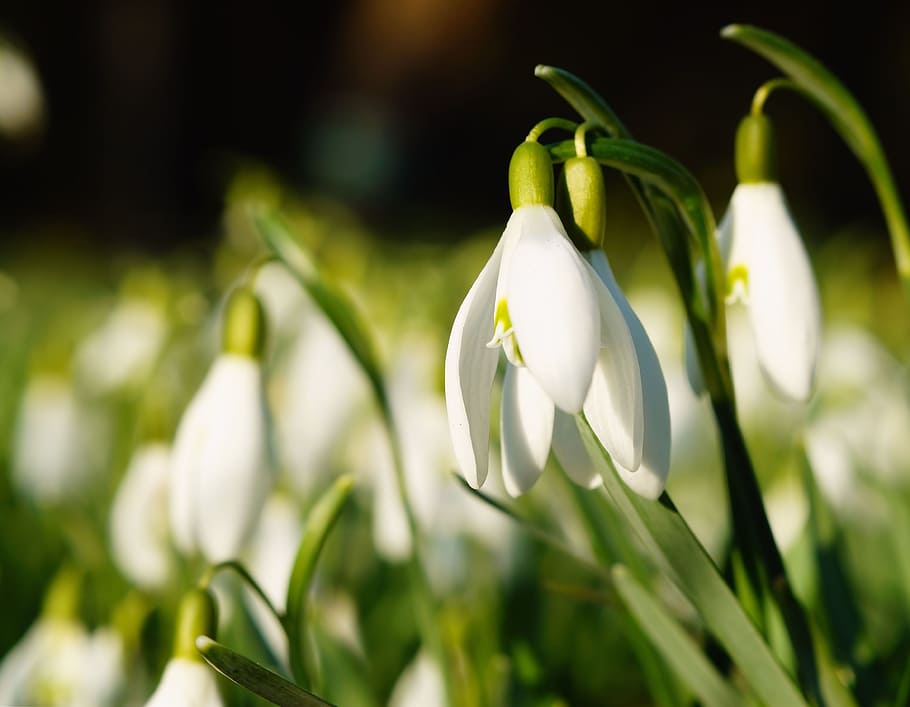 white snowdrop flowers selective-focus photography, spring HD wallpaper