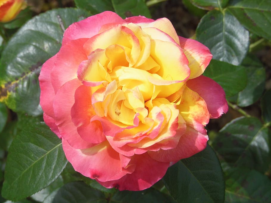 flower, pink, yellow, nature, plant, petal, rose - Flower, red HD wallpaper