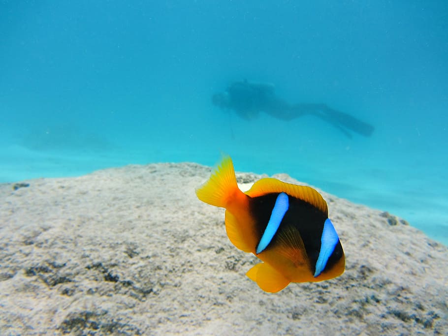yellow and black clown fish under water near scuba diver, nemo