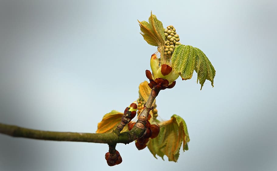 sky, chestnut, bud, tree, autumn, chestnut tree, fall color, HD wallpaper