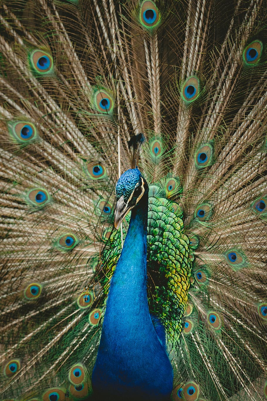 green and blue peacock spreading wings, selective focus photography of peacock