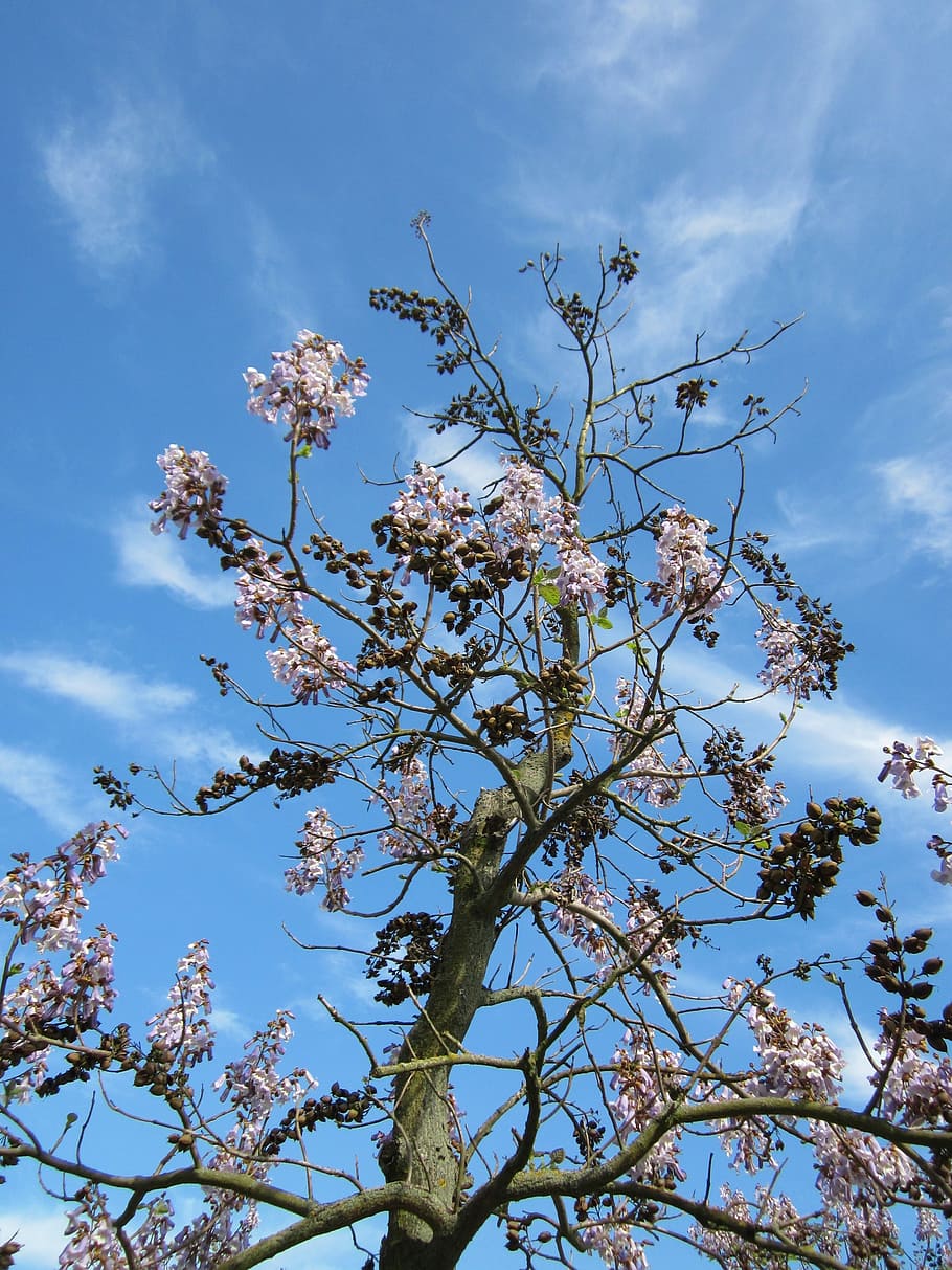 paulownia tomentosa, empress tree, princess tree, foxglove tree, HD wallpaper