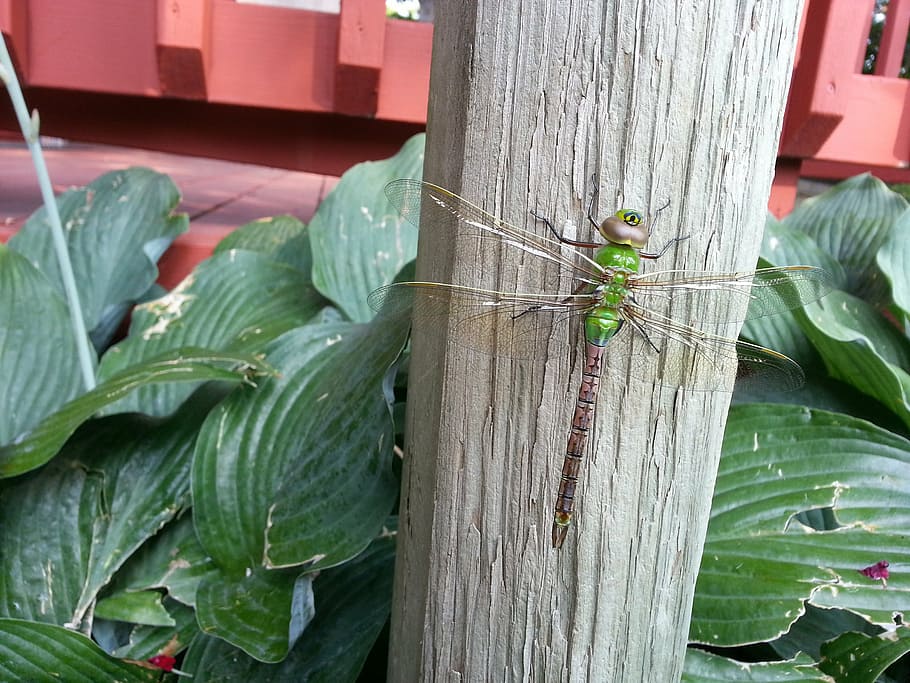 dragonfly, big, insect, bug, green, animal themes, animal wildlife HD wallpaper