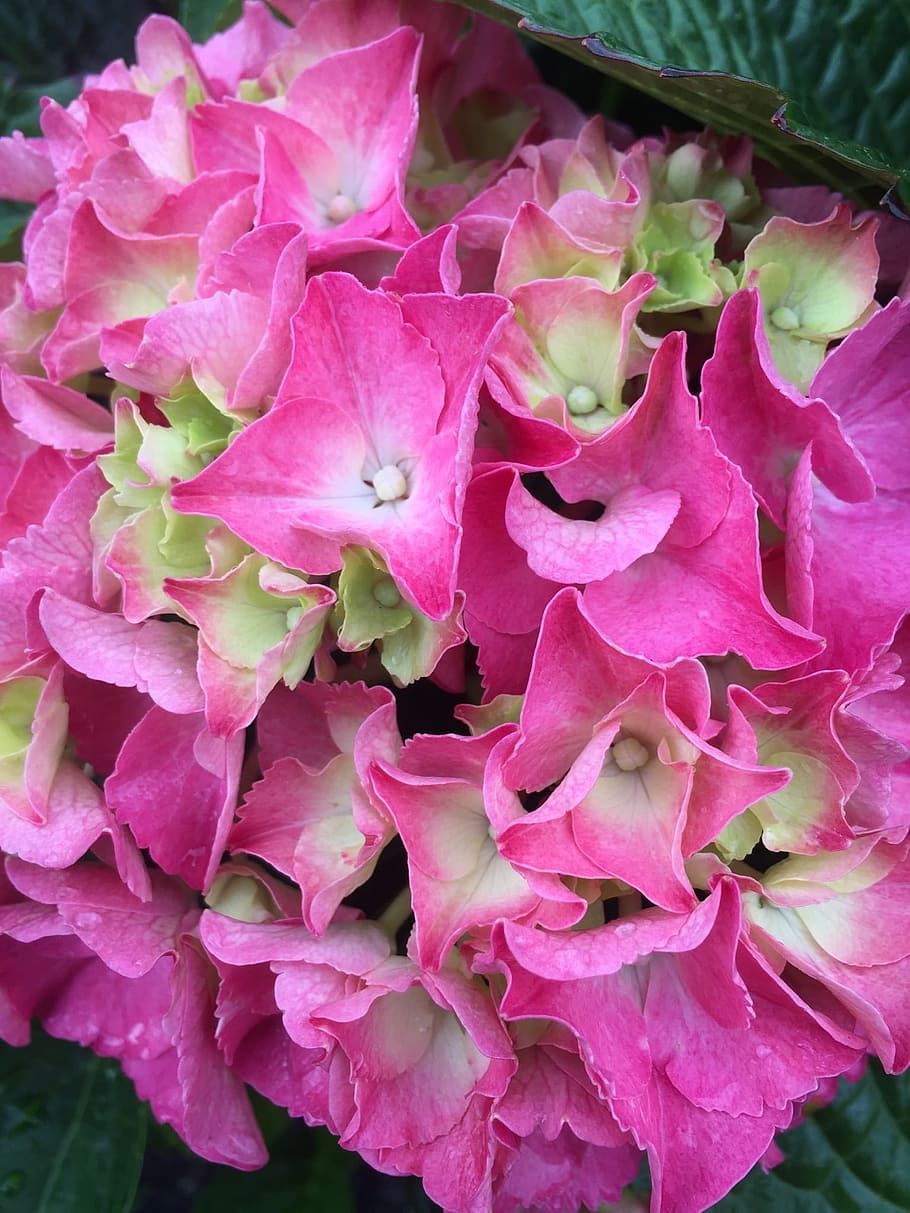 Hydrangea, Flower, Pink, Bloom, pink color, petal, peony, plant HD wallpaper