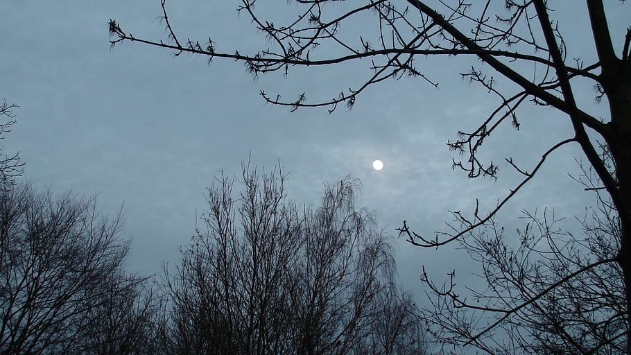 tree, nature, branch, winter, sky, moon, bare tree, plant, low angle view HD wallpaper