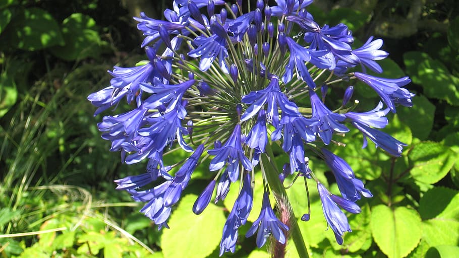 Flower, Nature, Spring, blue, purple, growth, beauty in nature HD wallpaper