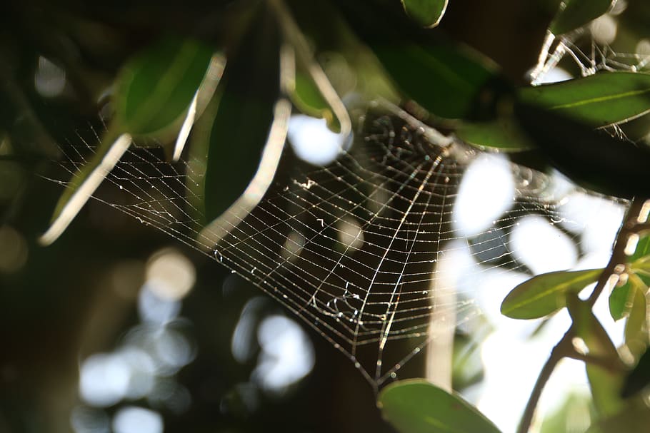 cobweb, green, tree, nature, macro, natural, summer, morning HD wallpaper