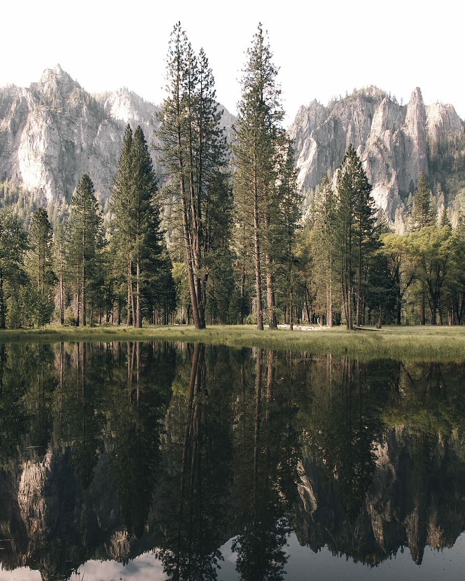 body of water between tres, trees beside body of water, forest HD wallpaper