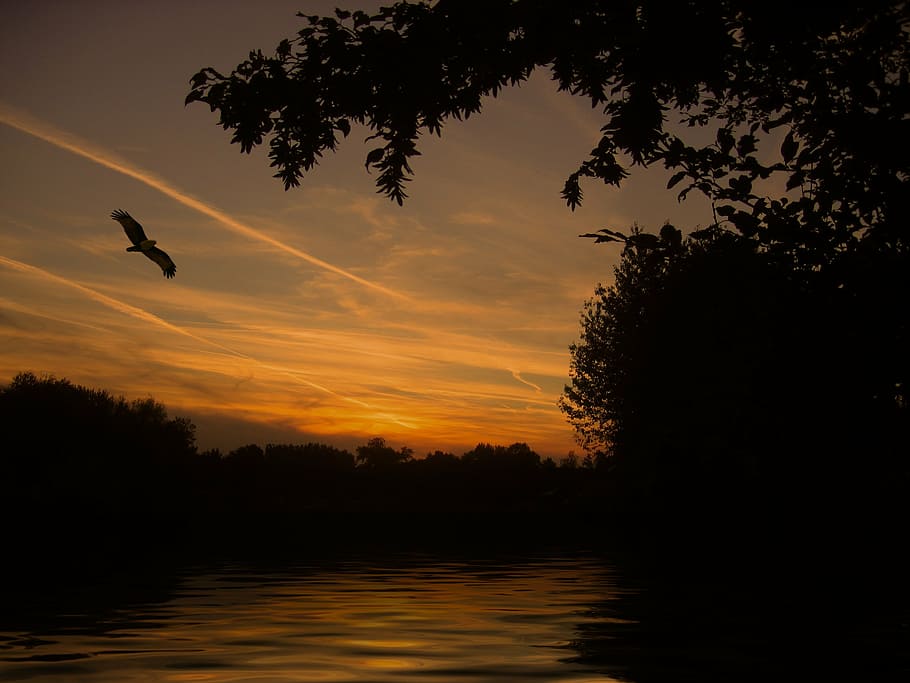 black bird flying during sunset, lake, mirroring, wave, mood HD wallpaper