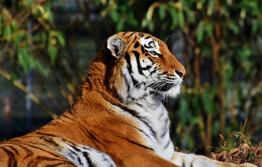 tiger lying on ground close-up photo, cat, predator, wildcat HD wallpaper