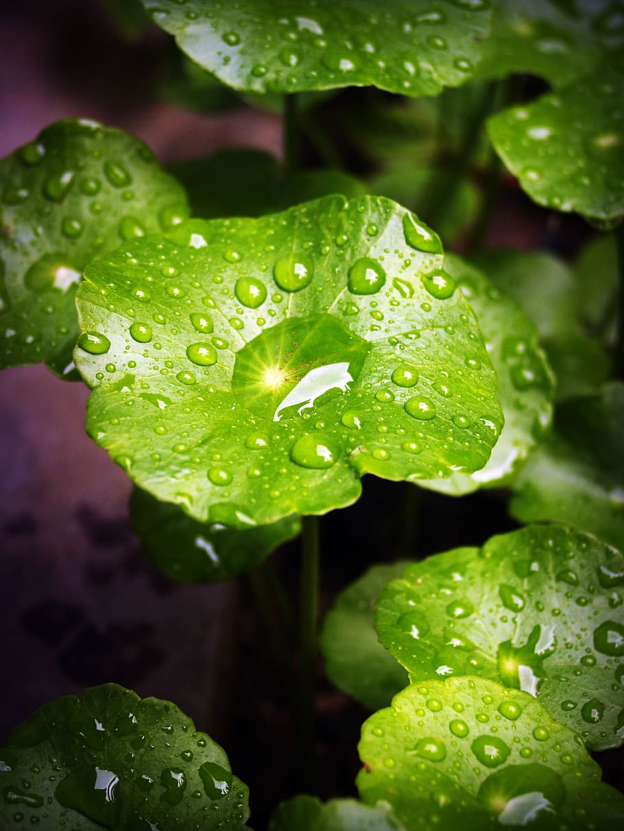 leaf, water, green, drop, background, natural, nature, fresh HD wallpaper