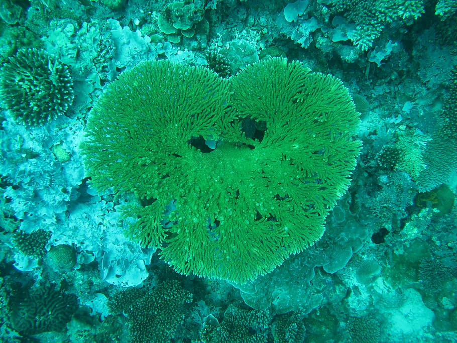 coral, maldives, sea, sea ​​bed, heart, underwater, undersea, HD wallpaper