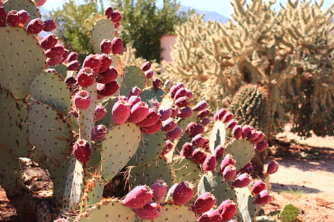 Cactus Fruit, Desert, sting, lush, growth, nature, plant, prickly pear cactus HD wallpaper