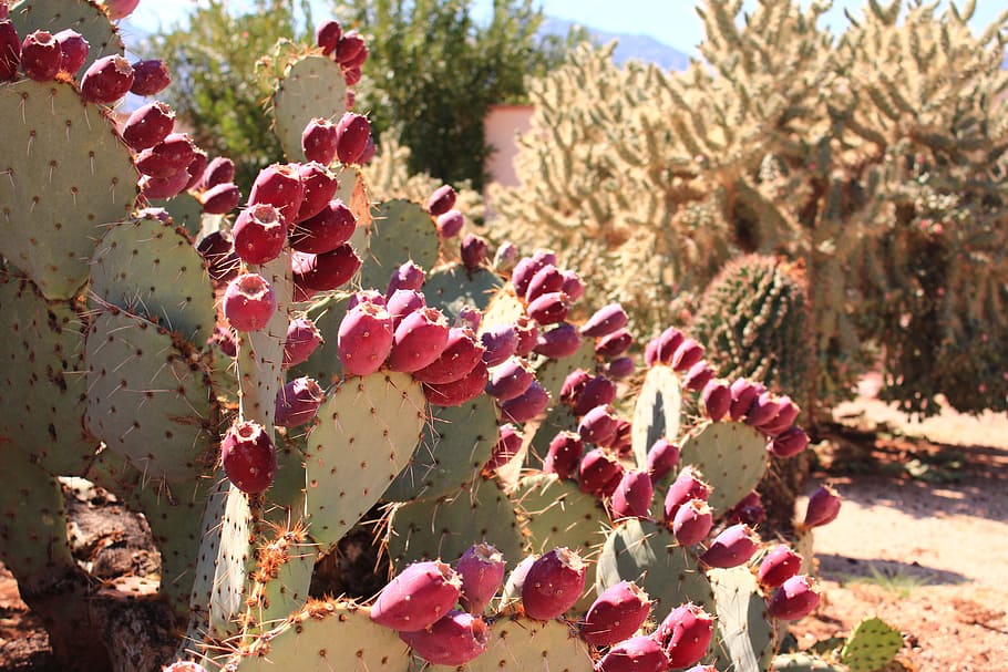 Cactus Fruit, Desert, sting, lush, growth, nature, plant, prickly pear cactus HD wallpaper