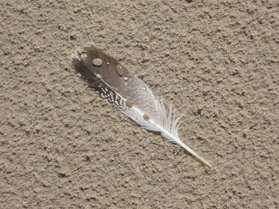 feather, seagull feather, beach, sand, drop of water, holiday HD wallpaper