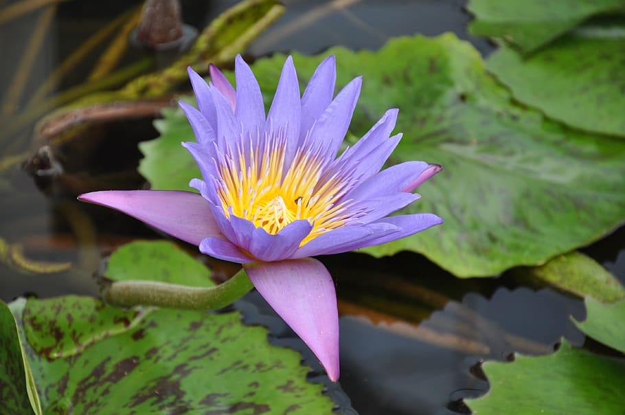 puddle, lotus, nature, aqua table, flower, flowering plant HD wallpaper
