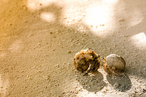 two brown hermit crabs on sand, conversation, love, summer HD wallpaper