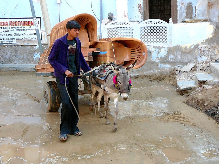 india, donkey, transport, domestic animals, mammal, pets, one person HD wallpaper