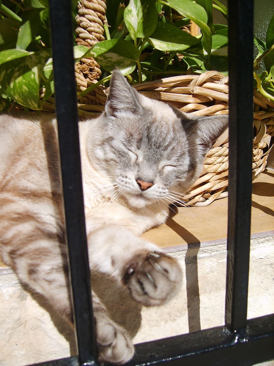 cat, altea, spain, animals, sleep, cats, domestic, feline, pets HD wallpaper