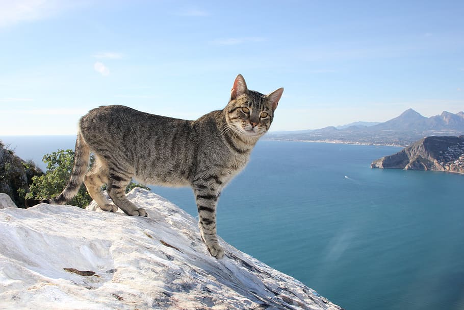 gray and black cat standing on mountain during daytime, feline