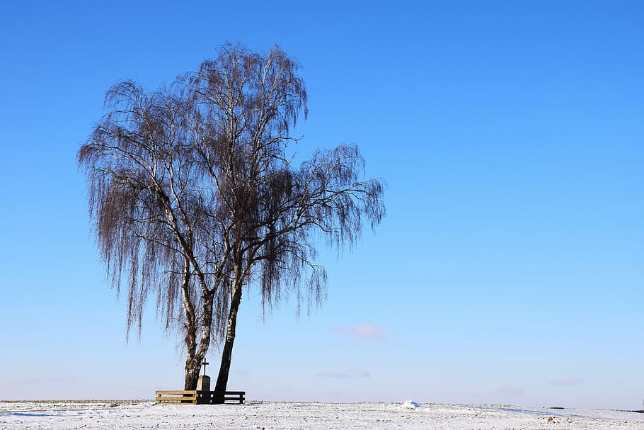 Tree, Winter, Wintry, Kahl, Sky, wayside cross, field cross HD wallpaper