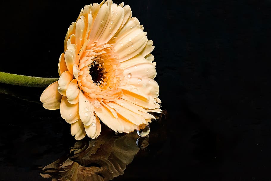 shallow focus of yellow flower, gerbera, blossom, bloom, composites HD wallpaper