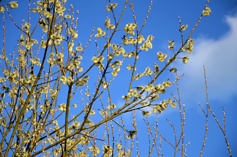 blooms, sky, spring, nature, flowers, plant, park, konary, tree HD wallpaper