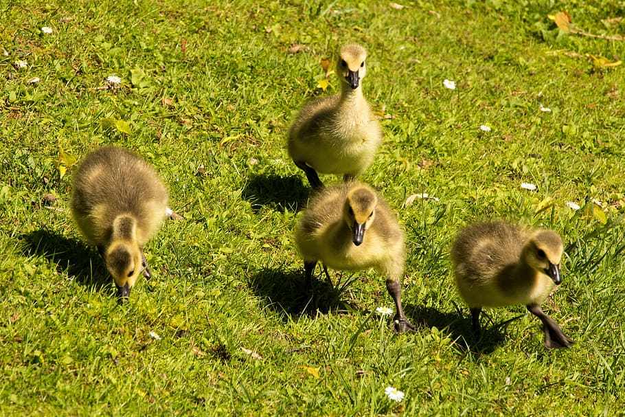 four quails on green grass, goslings, chicks, canada geese, goose