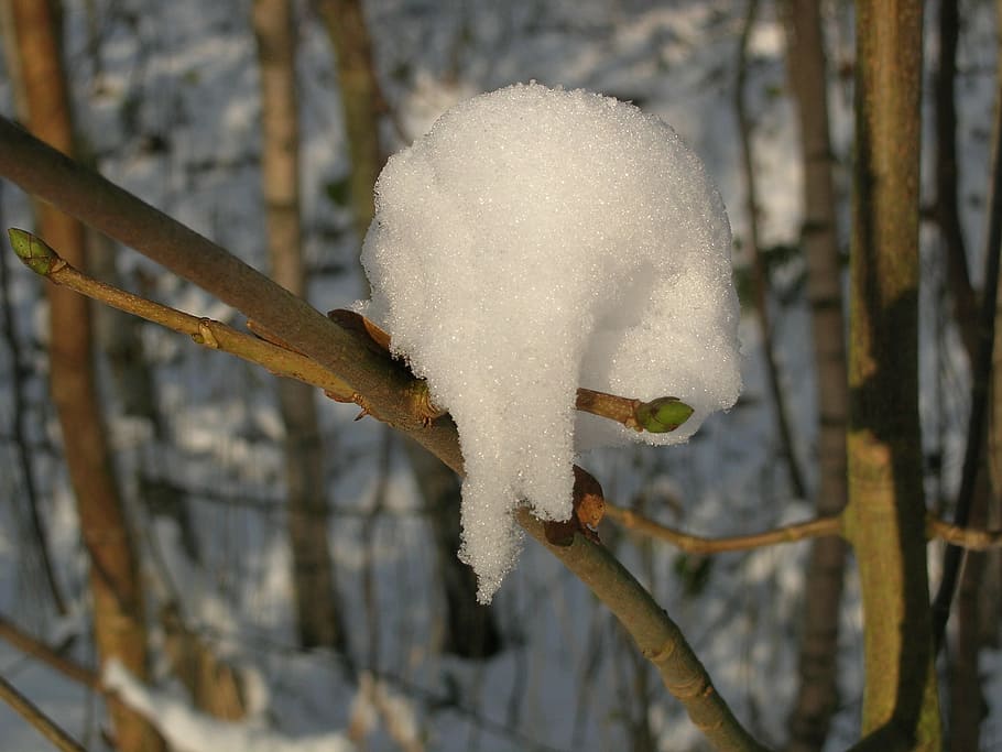 snow, winter, branch, nature, frost, tree, forest, season, cold - Temperature HD wallpaper
