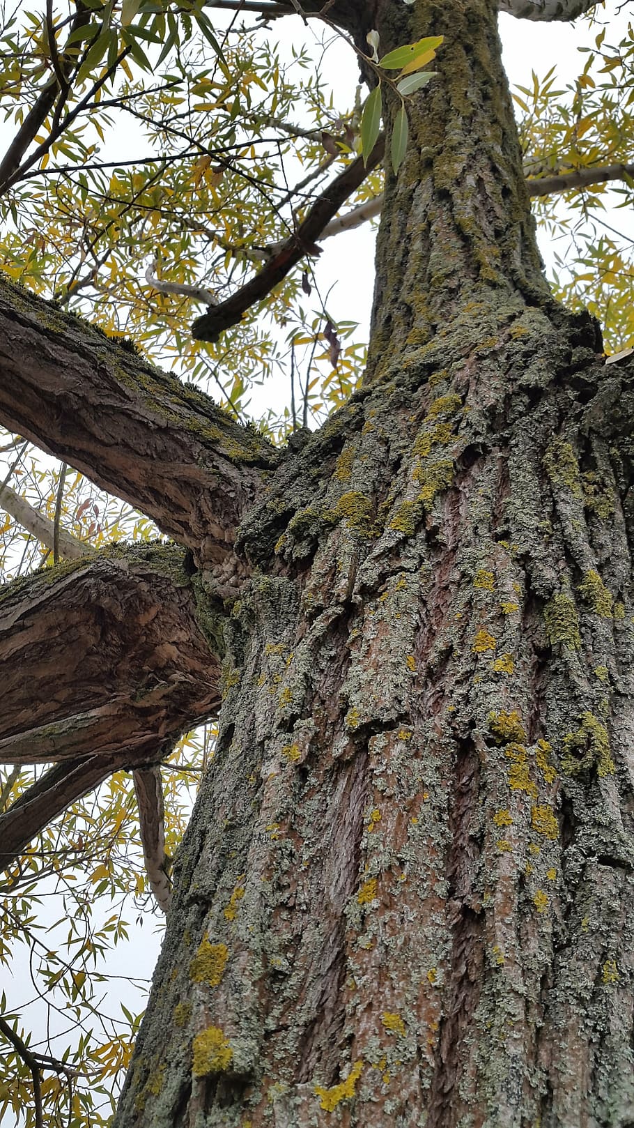 tree, bark, old, autumn, structure, log, nature, forest, mushroom HD wallpaper