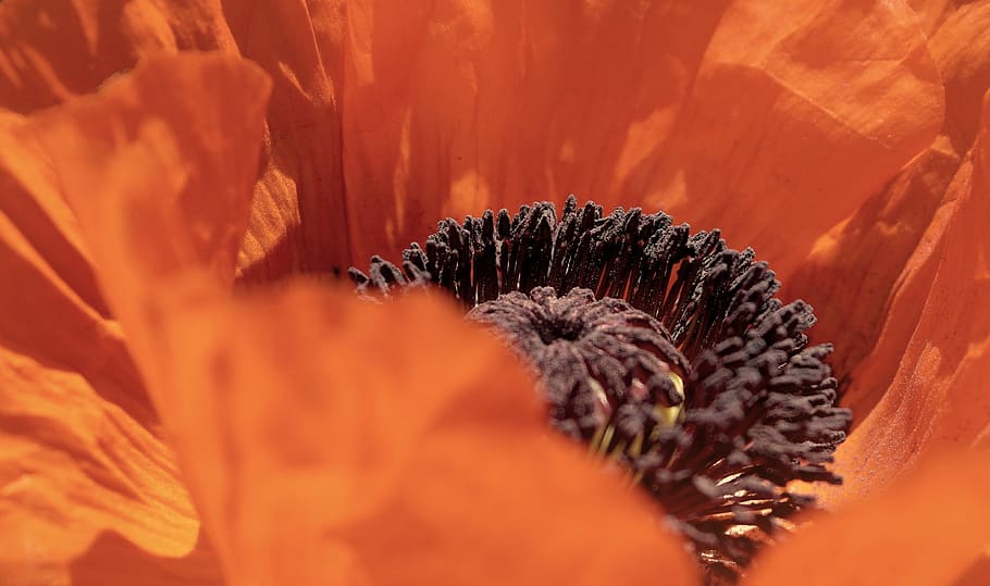 Flower, Macro, Nature, Red, Garden, color, seasonal, summer HD wallpaper