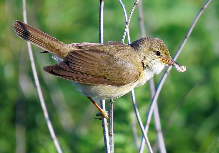 selective focus photography of bird perched on branch, marsh warbler, HD wallpaper
