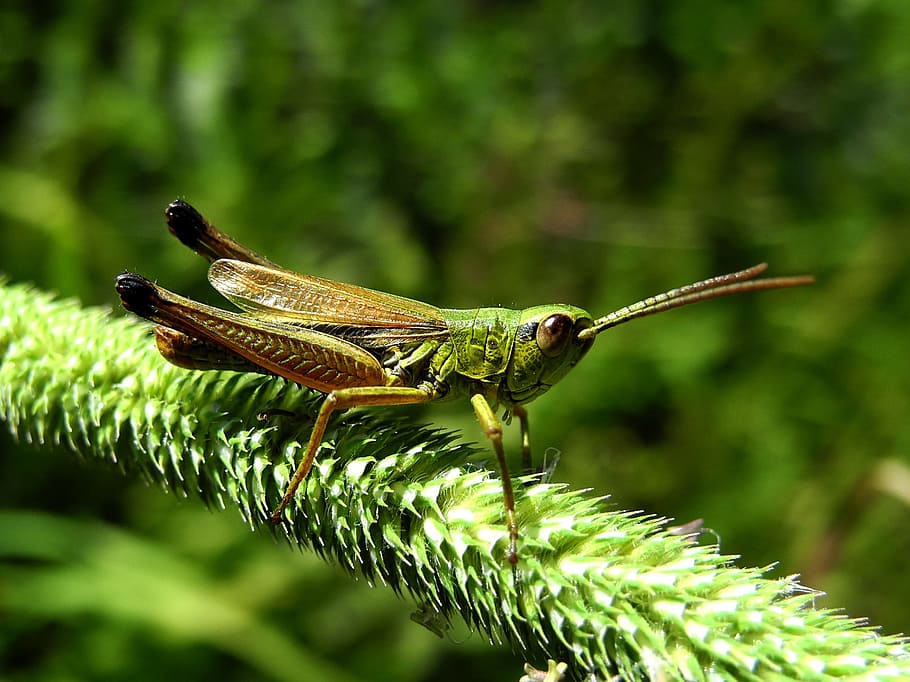 grasshopper, in the grass, macro, insect, animal themes, one animal HD wallpaper