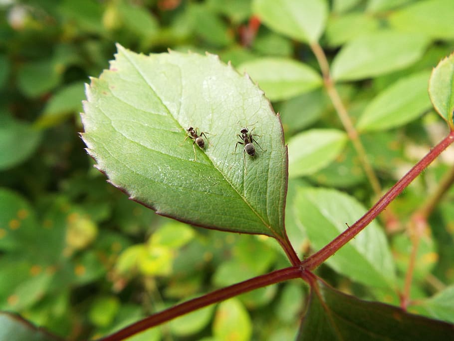 Insects, Ants, Leaf, together, animal themes, one animal, animals in the wild HD wallpaper