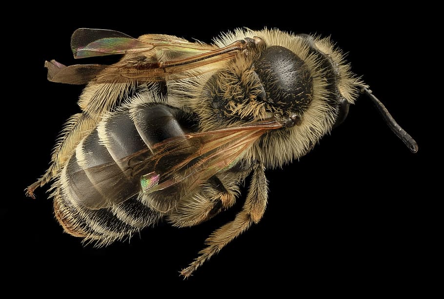 macro photo of honey bee, insect, mounted, wildlife, nature HD wallpaper
