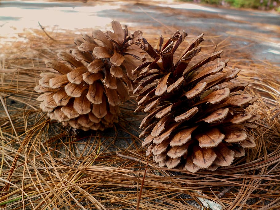 Pineapple, Nature, Seed, Leaves, pine needles, pine fruit, dry HD wallpaper