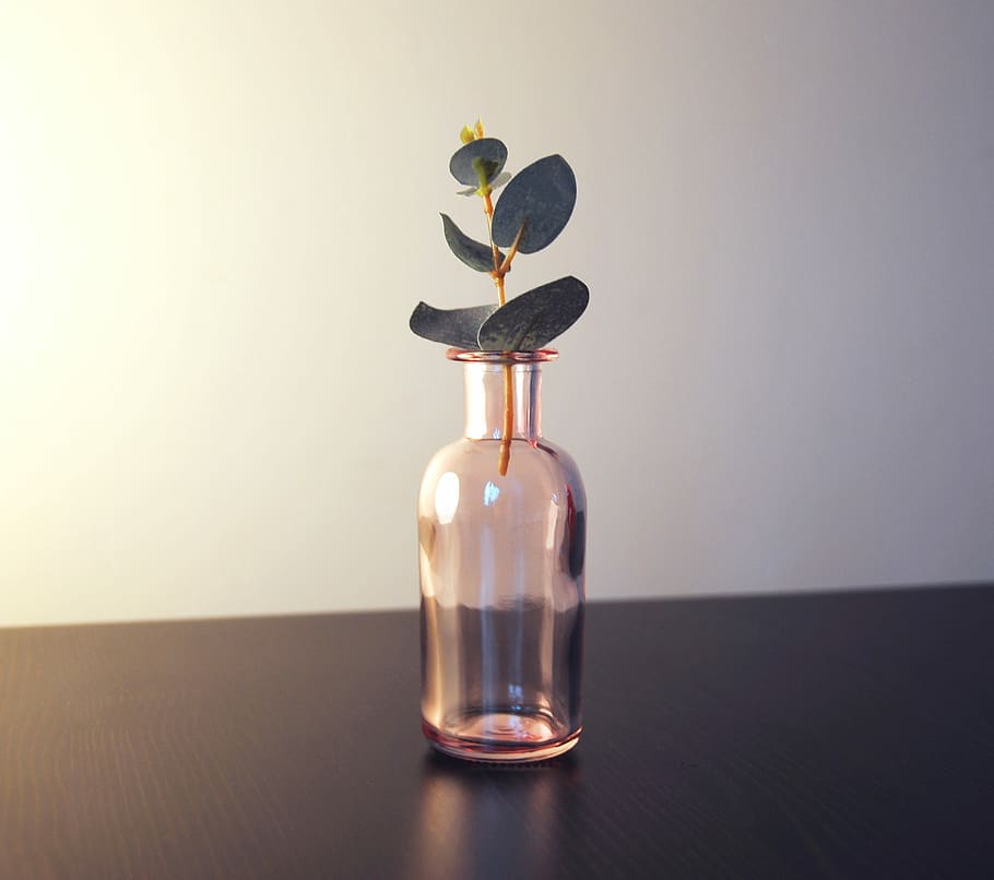 green leaf plant in glass jar, close up photography of green leaf plant in glass bottle HD wallpaper