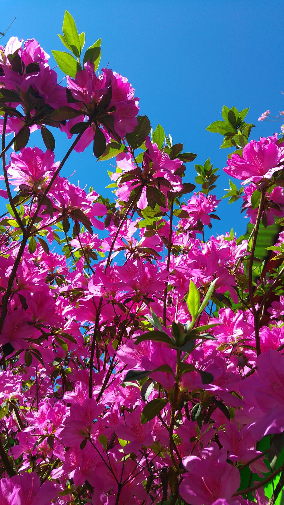 HD wallpaper: azalea, flower, pink, sky, blue, nature, pink Color, plant |  Wallpaper Flare